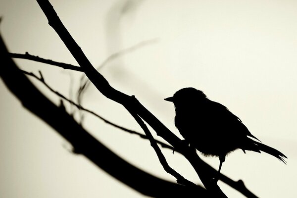 Silhouette d oiseau noir sur une branche