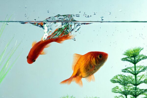 Gros plan de tir de poisson rouge