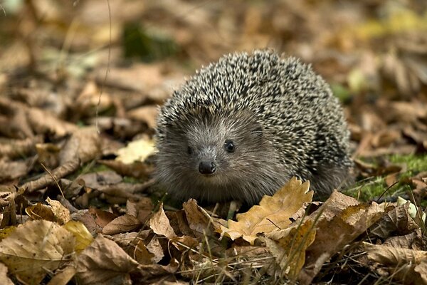 Ein Igel auf herbstlich gefallenen Blättern