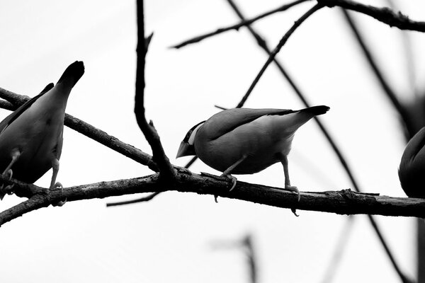 Vögel auf einem Ast in schwarz und weiß