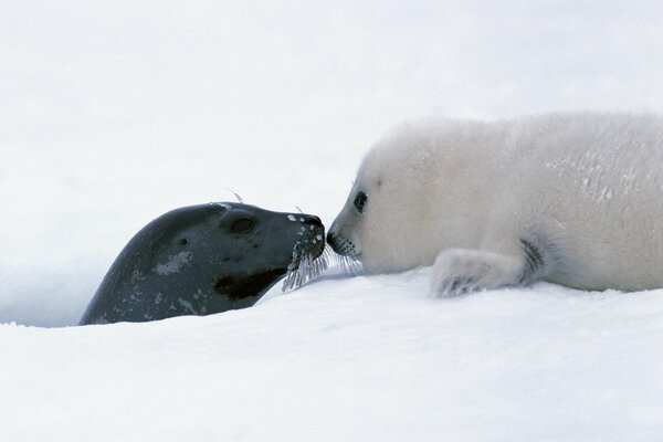 La mamá y el cachorro de focas en la nieve. Lindo