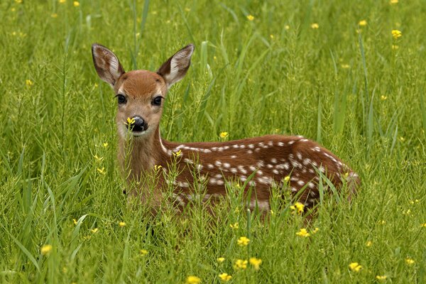 Regard de Cerf caché dans l herbe verte