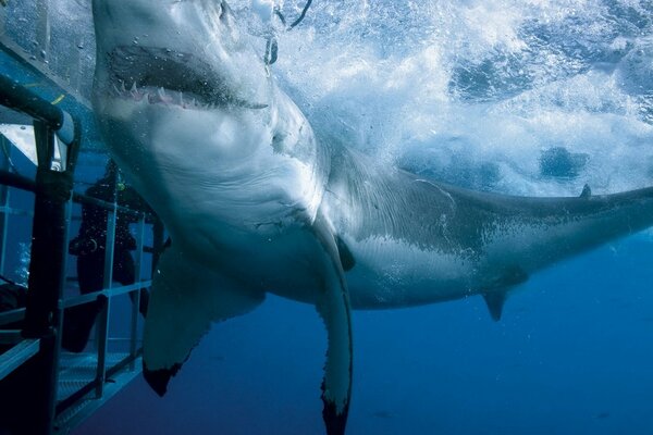 Tiburón blanco atrapado en una jaula