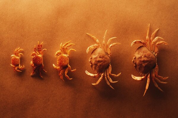 Five yellow crabs on the sand