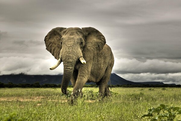 Elefant, der bei bewölktem Wetter auf dem Gras spaziert