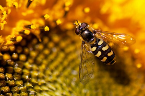 Bee close-up on a sunflower