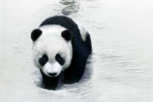 Panda przedziera się przez śnieg