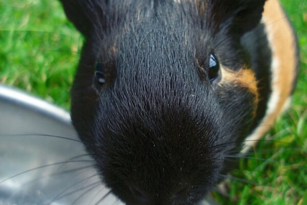 Meerschweinchen im Freien