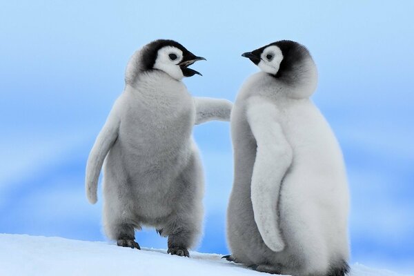 Couple de pingouins sur la neige blanche