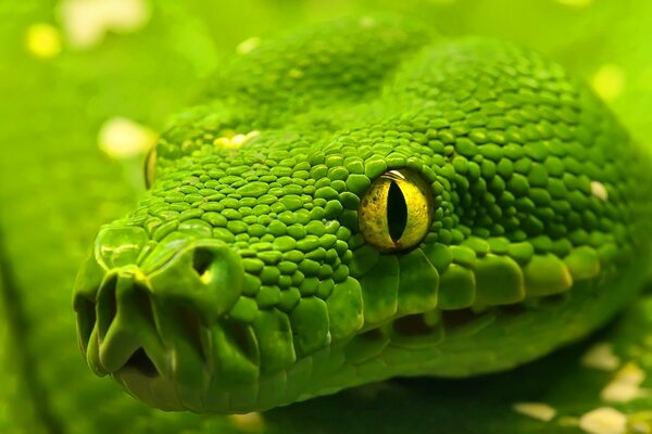 Image de serpent vert yeux