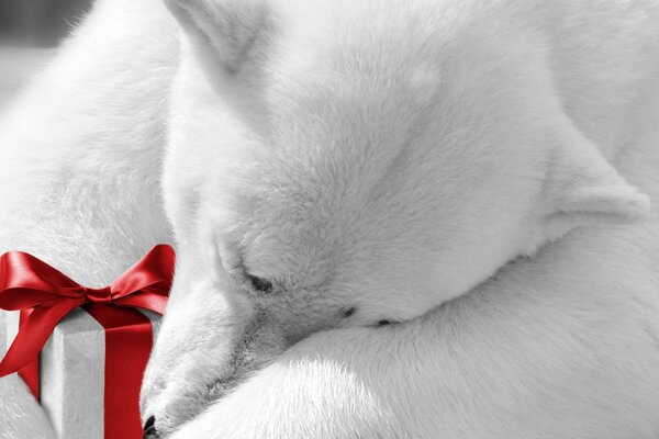 A polar bear hugs a gift