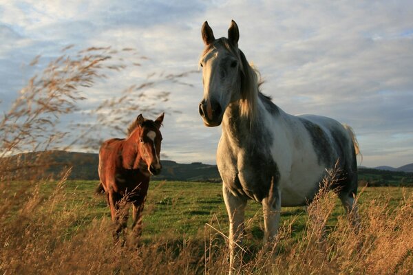 Caballos de pura sangre en el campo en la naturaleza