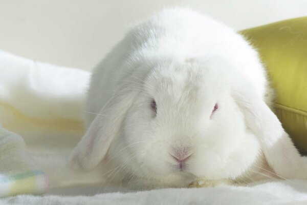 Le lapin aux longues oreilles se trouve près de l oreiller