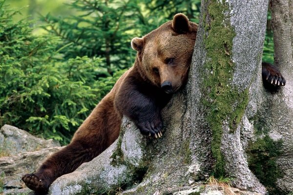 Oso de peluche abraza un árbol en el fondo de un abeto