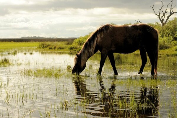 Caballo junto al río bebiendo agua