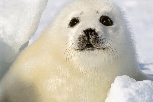 A baby seal. Winter photo