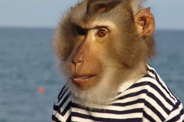 Monkey in a vest on the background of the sea