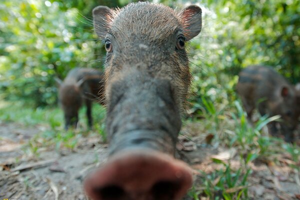 Pig s nickel close-up