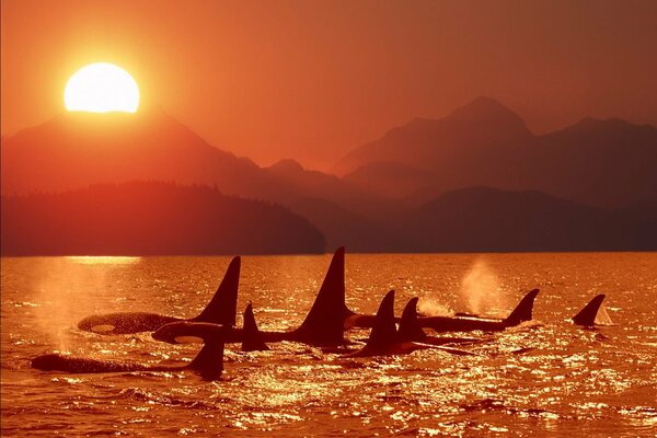 Orcas schwimmen über den Sonnenuntergang