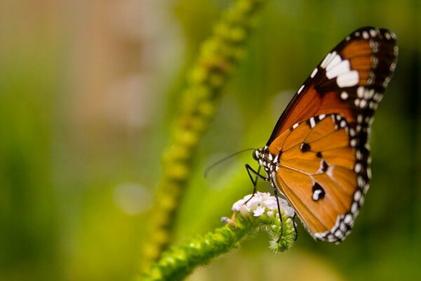 Interessanter Schmetterling auf einer grünen Pflanze