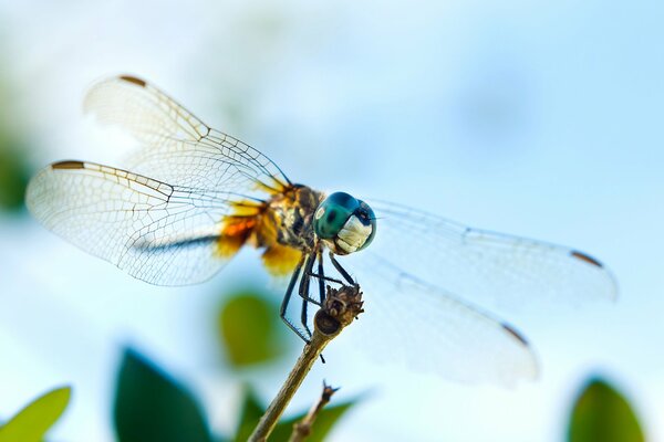 A dragonfly sits on a young twig