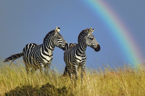 Deux zèbres sur la pelouse admirent l arc-en-ciel