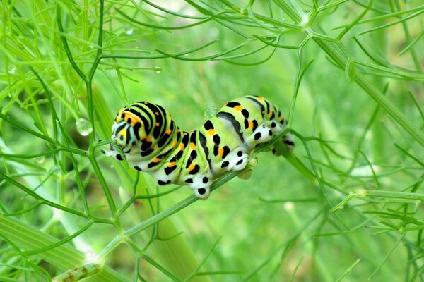 A multi-colored caterpillar crawls on the green grass