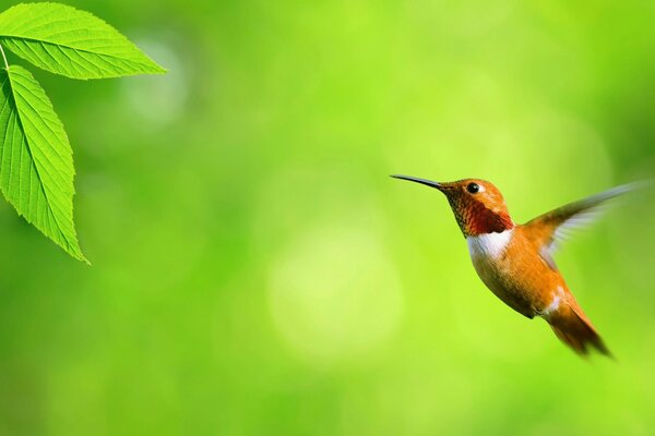 Vuelo del colibrí a la hoja verde