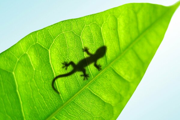 A lizard crawls through the green foliage