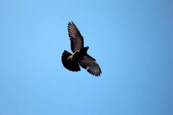 The flight of a lonely pigeon in the sky