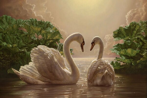 Romantic pair of swans on the lake