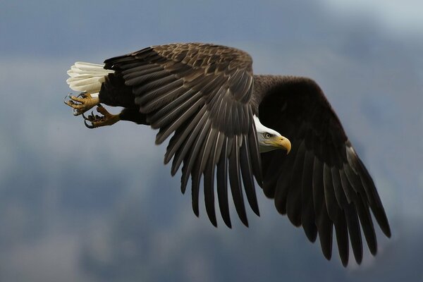 Vue de l aigle pendant le vol ou la chasse