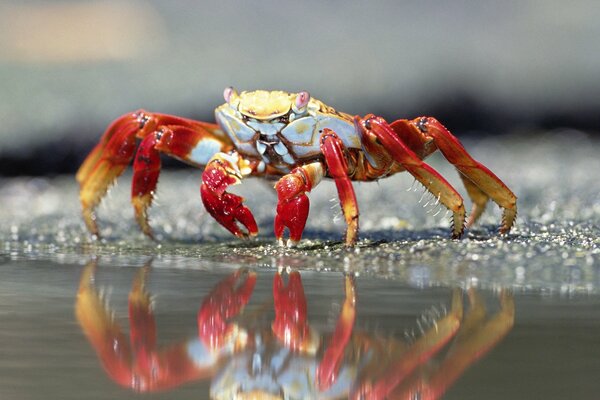 Le crabe regarde son reflet