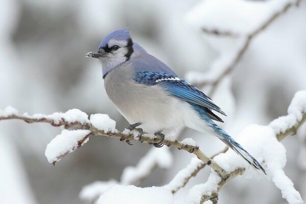 Oiseau d hiver sur une branche