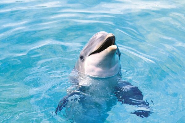 Smiling dolphin in blue water