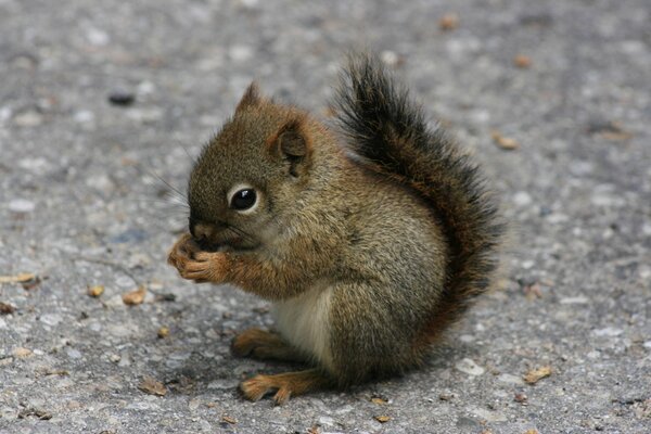 Baby squirrels are eating something