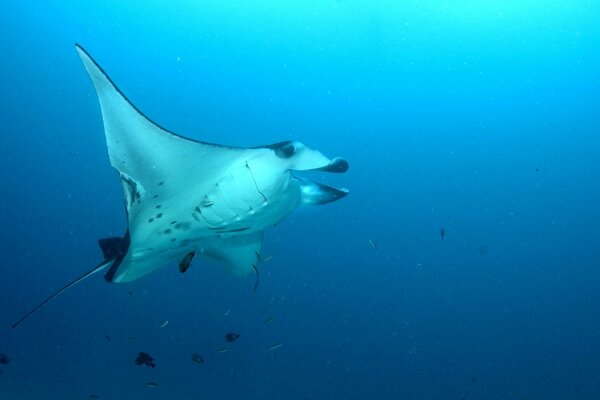 Stingray di vita marina nelle profondità dell oceano