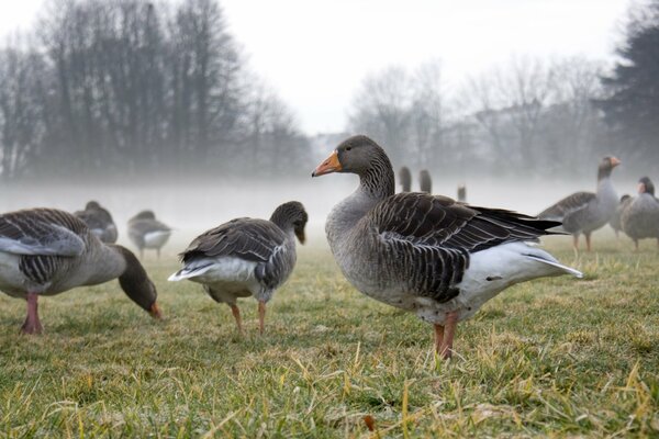 Gänse im Herbstnebel auf einer Lichtung