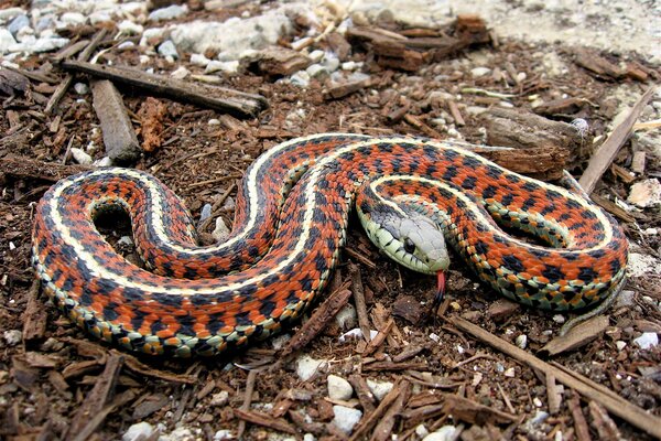 Serpiente brillante con la lengua sacada