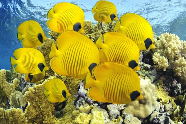 Butterfly fish in the sea