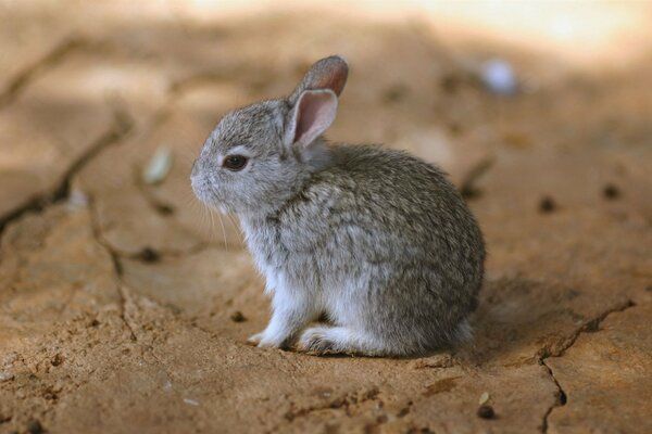 Petit lapin gris assis sur le sol