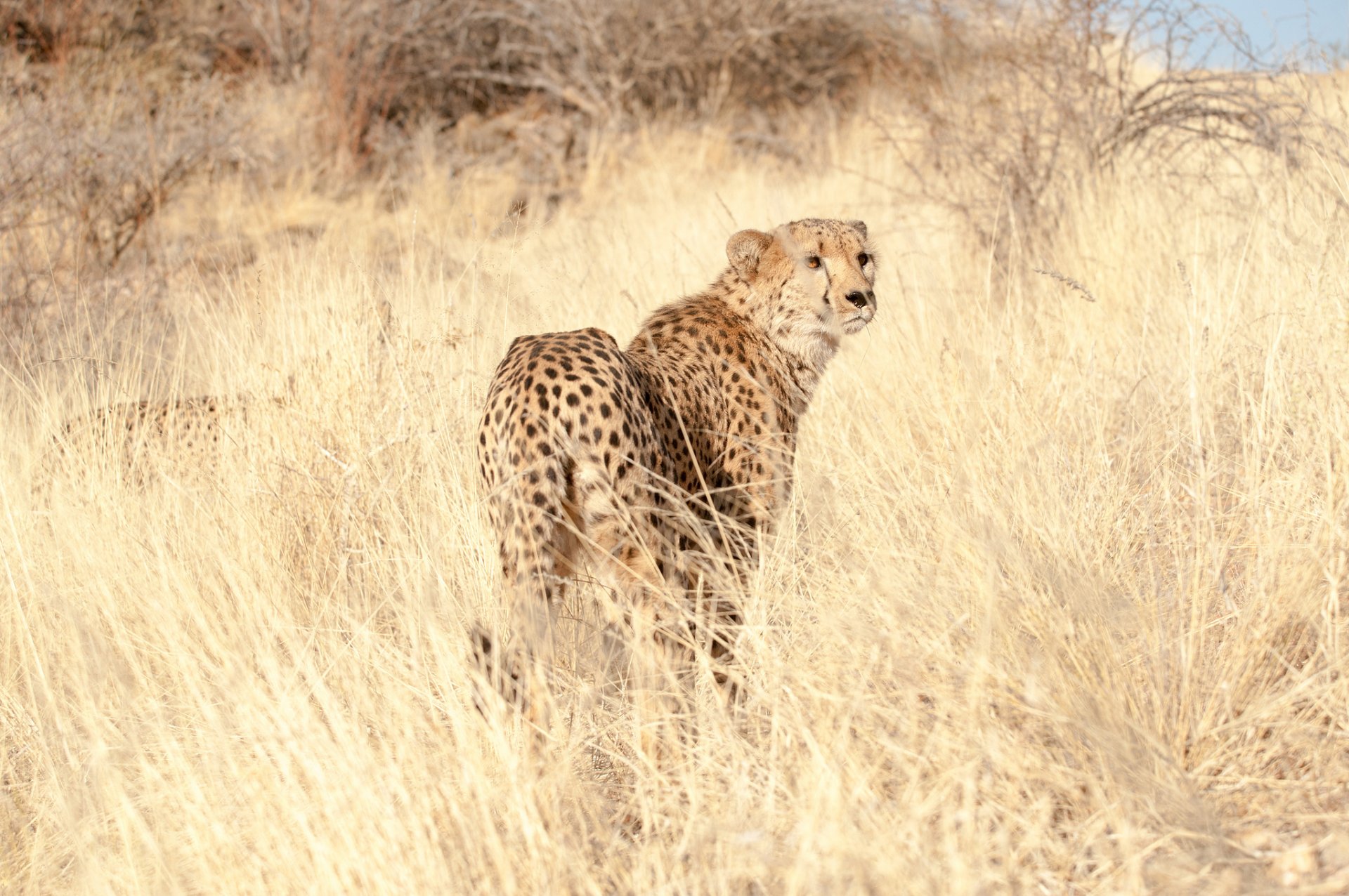 guépard prédateur vue herbe