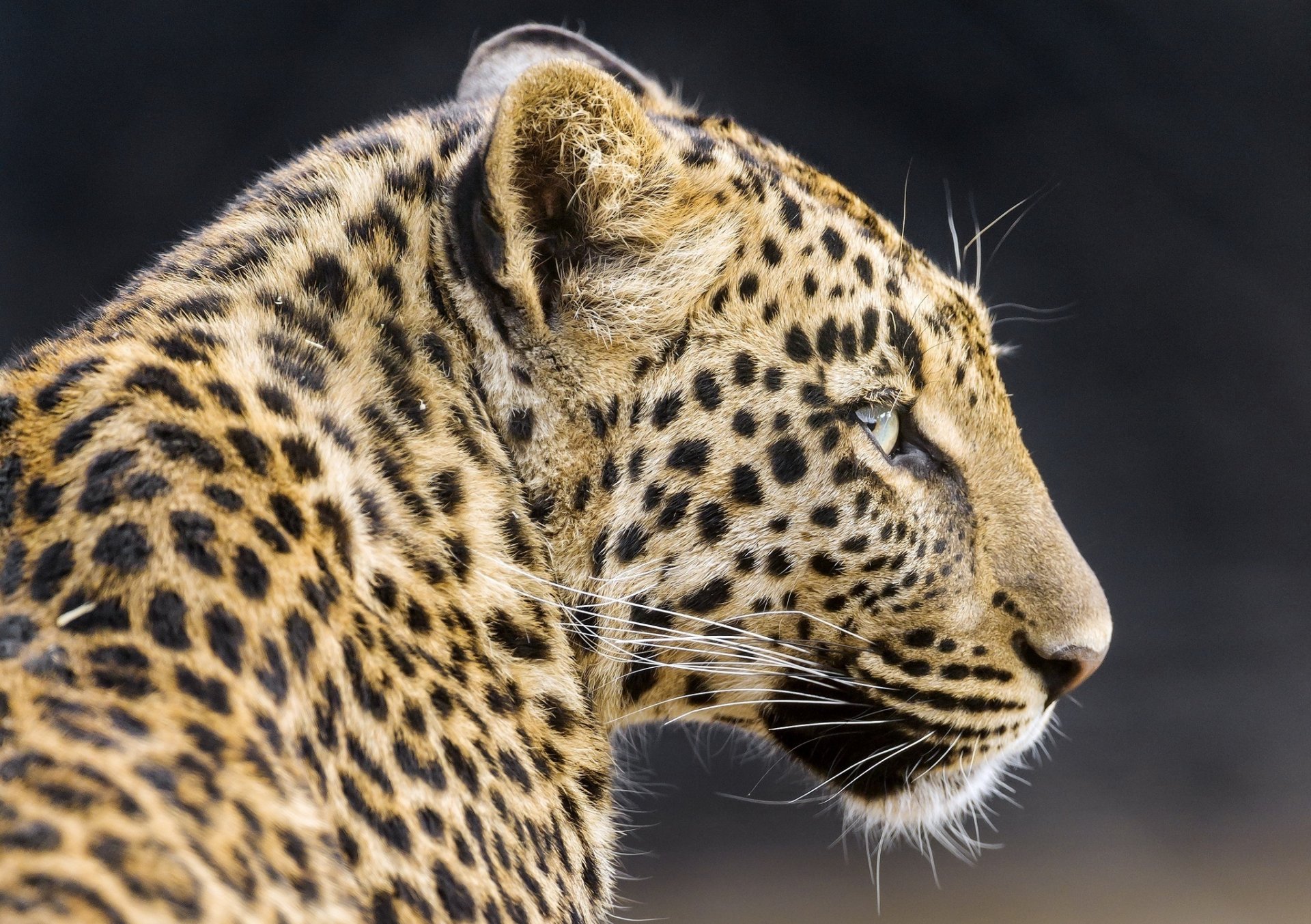 leopardo gato salvaje depredador hocico perfil