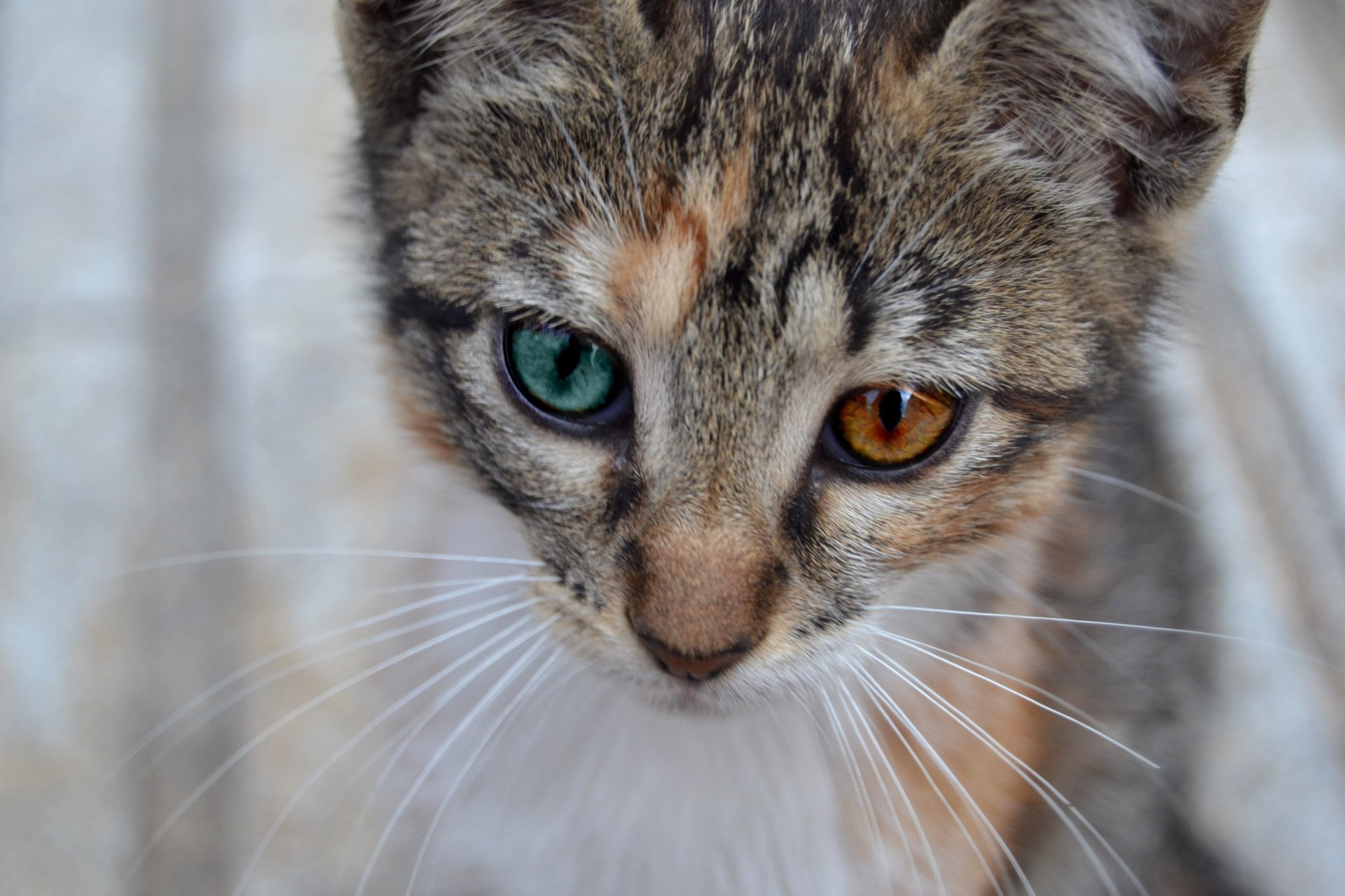 chat chat chat vue moustache fond