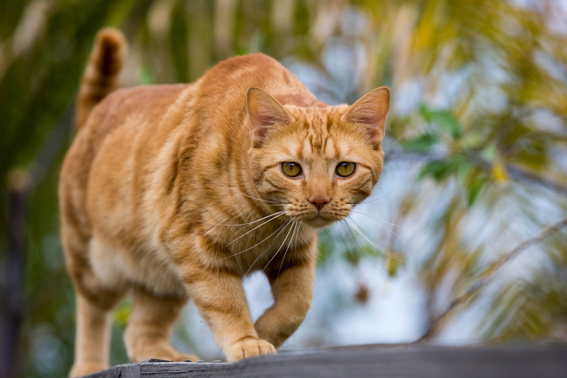 katze rot blick