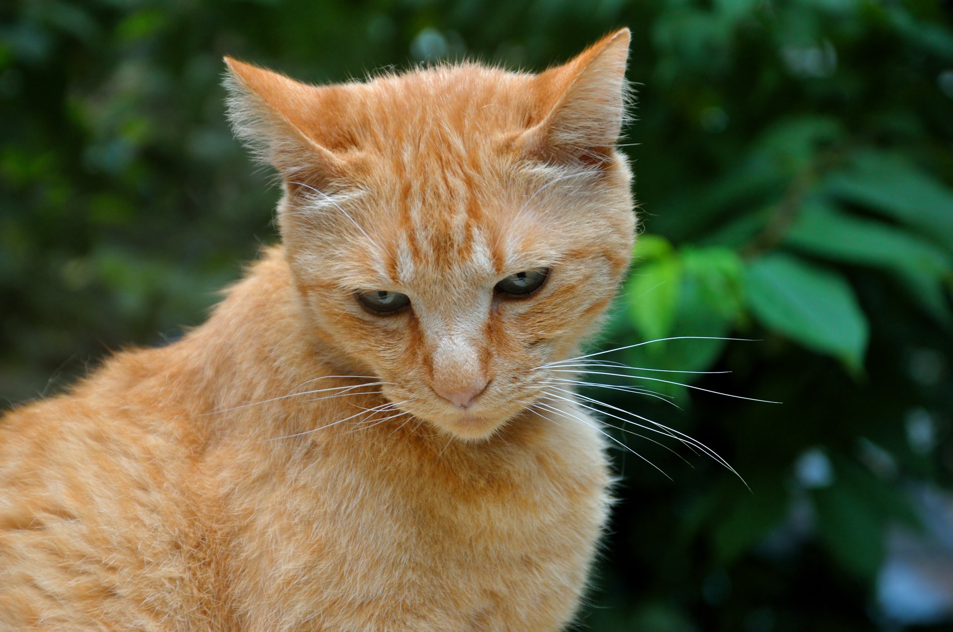 chat boris roux feuillage