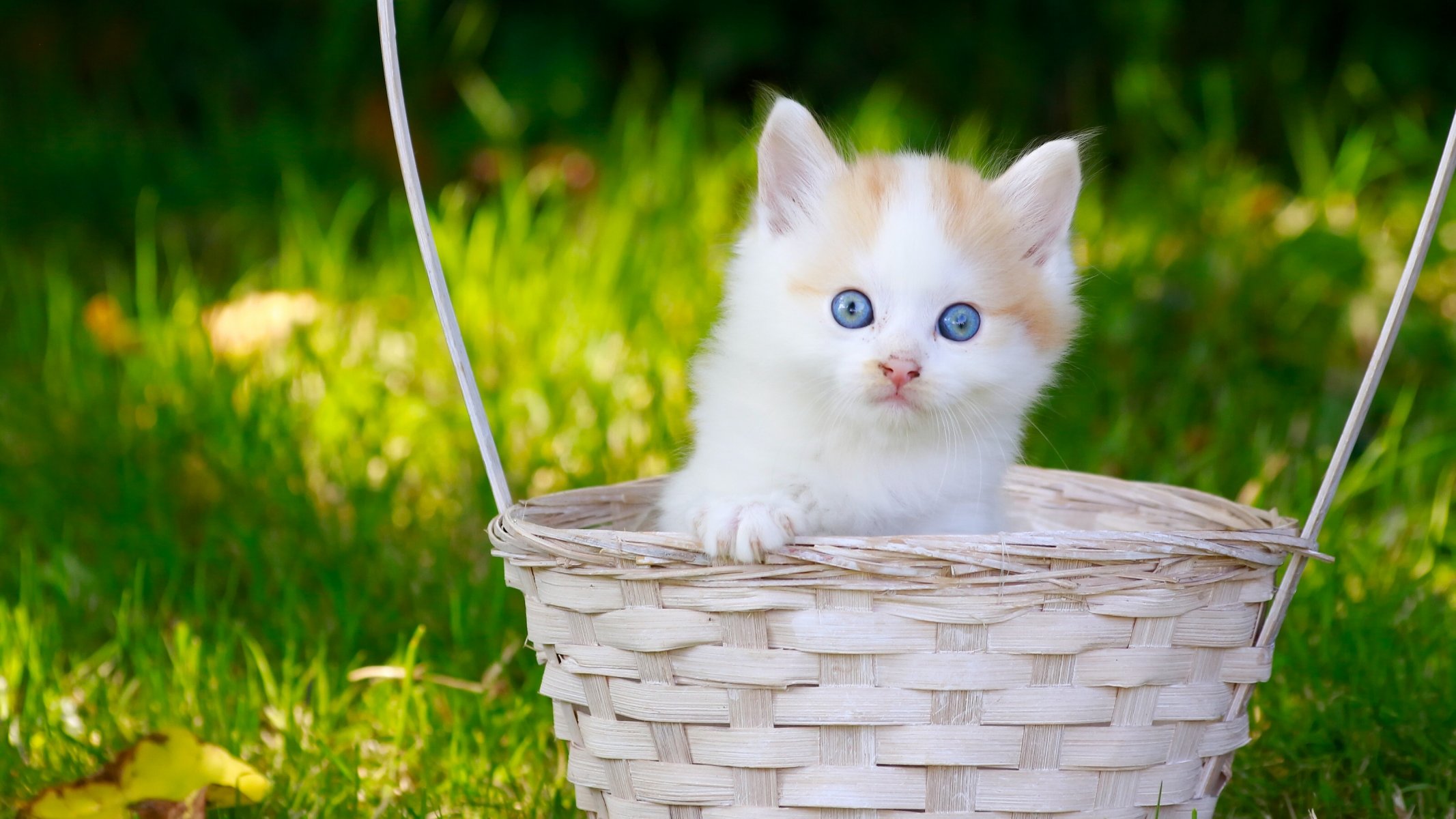 bambino occhi blu sguardo cestino