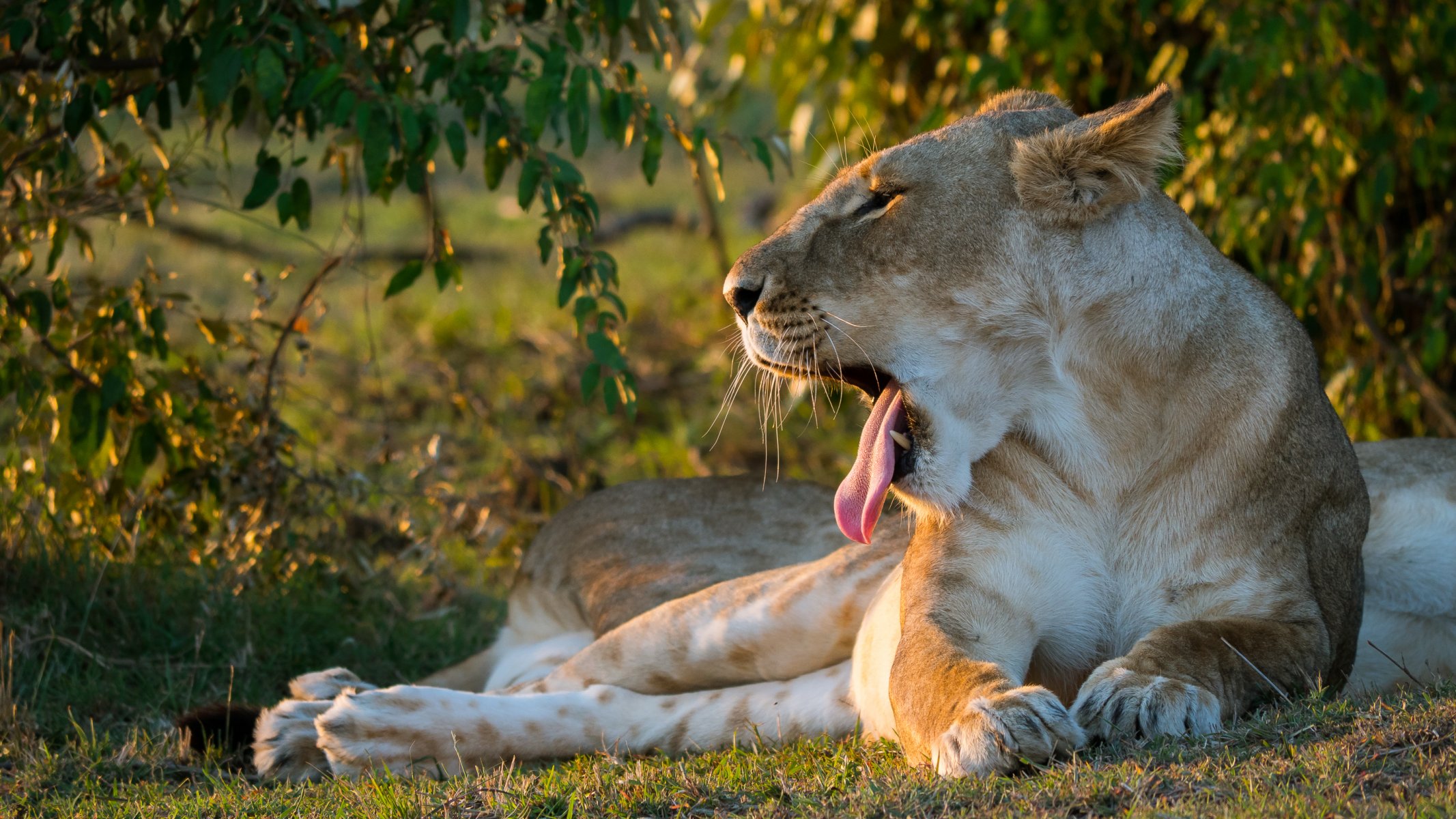 leo lioness fall english