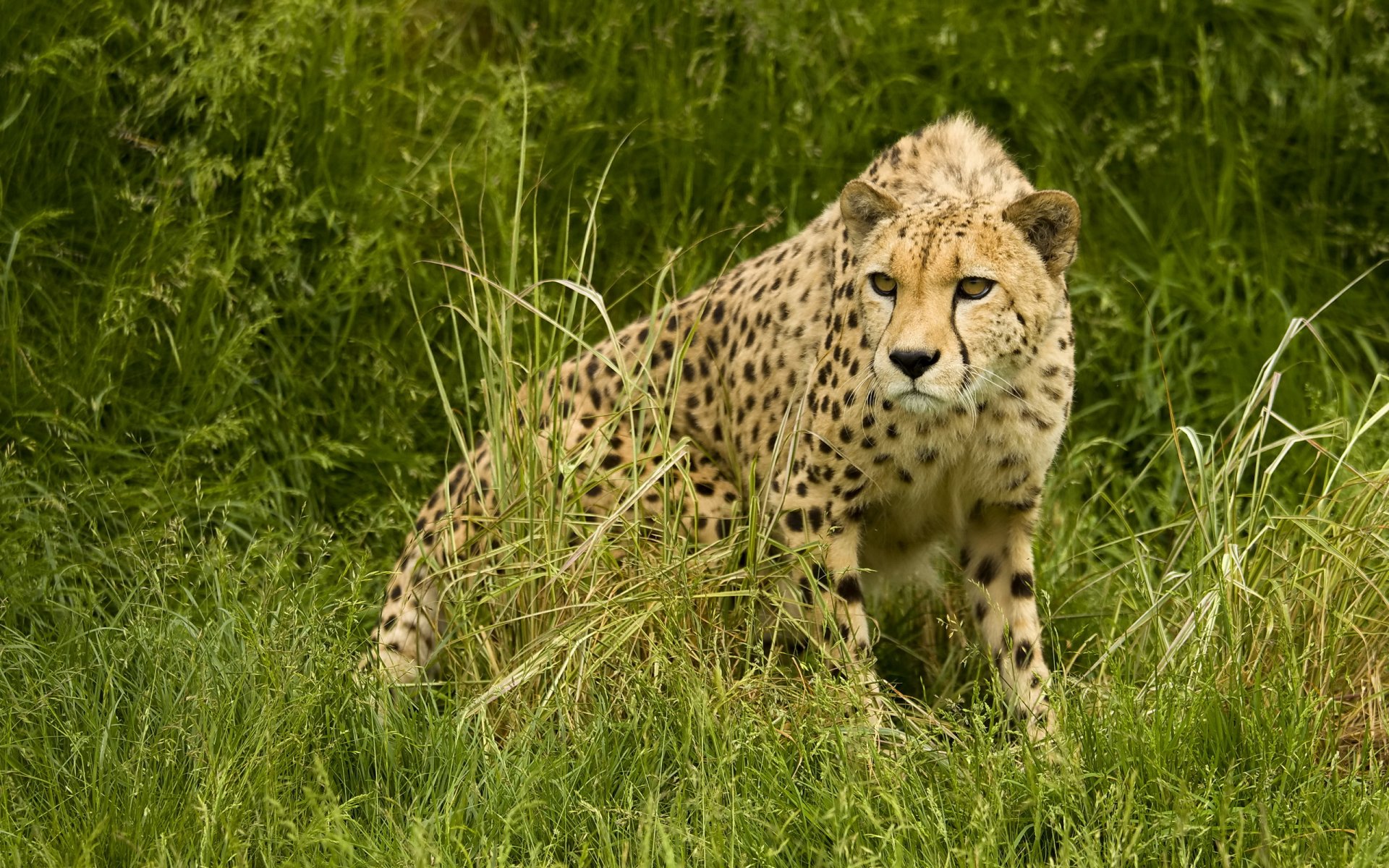 gepard sawanna drapieżnik polowanie