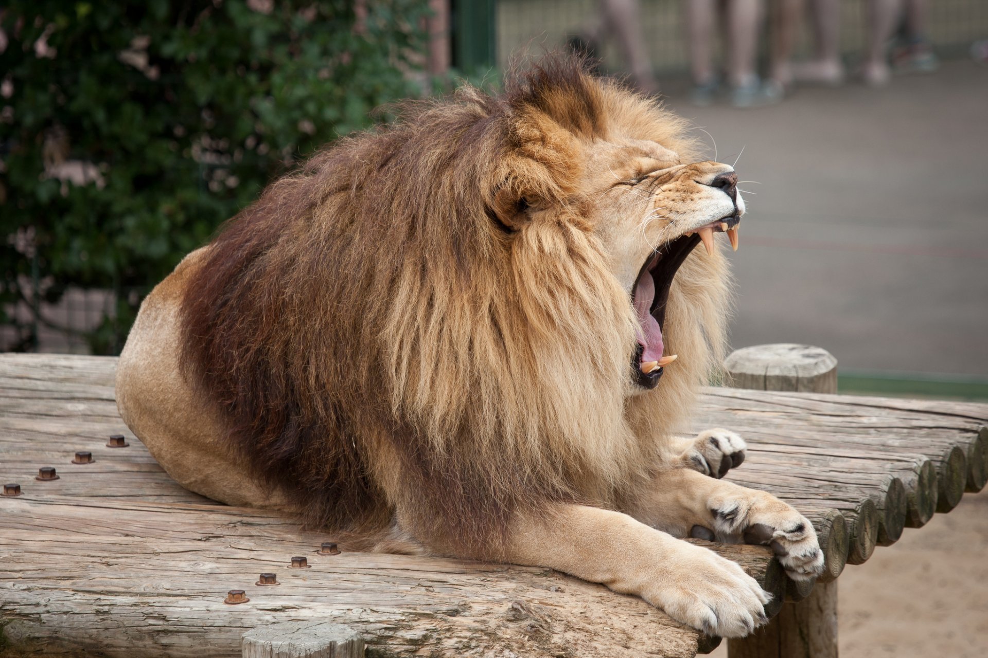 lion crinière chat gueule crocs bâillements